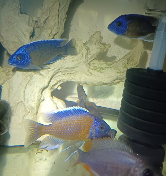 Cicllidio africano - Copadichromis borleyi Kadango