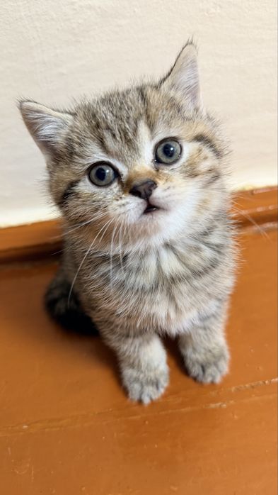 Шотландські кошенята