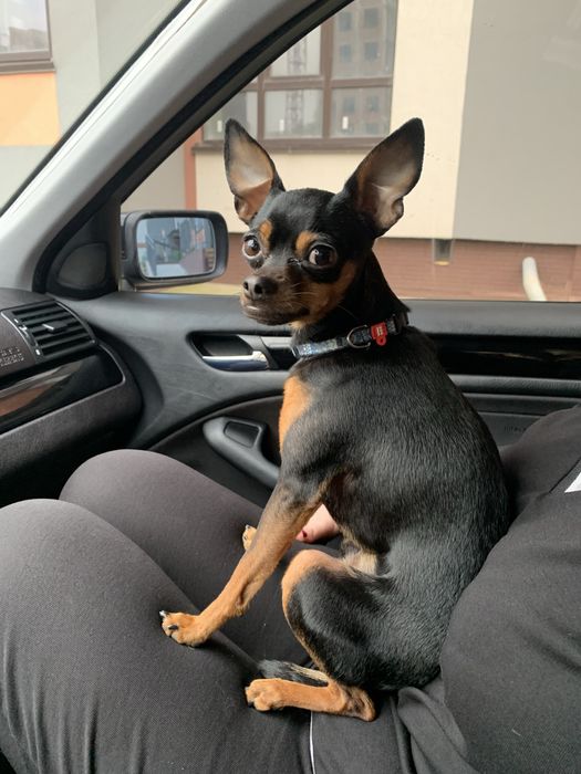 Вʼязка / злучка той-терʼєр стандарт