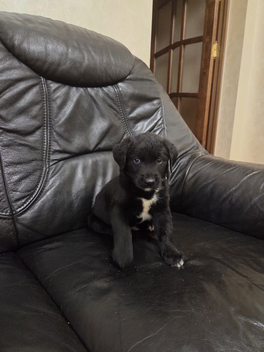 Метиси лабрадора