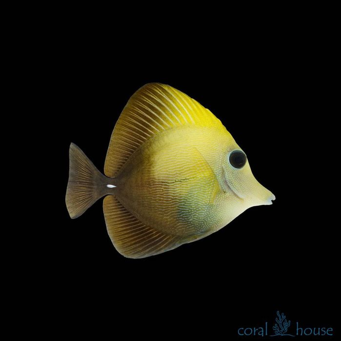 Ryba Zebrasoma Scopas