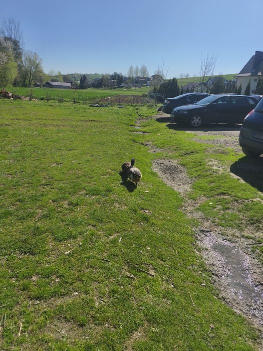 Para kaczek staropolskich młode