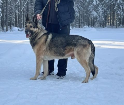 Східноєвропейська вівчарка , хлопчик 5 місяців