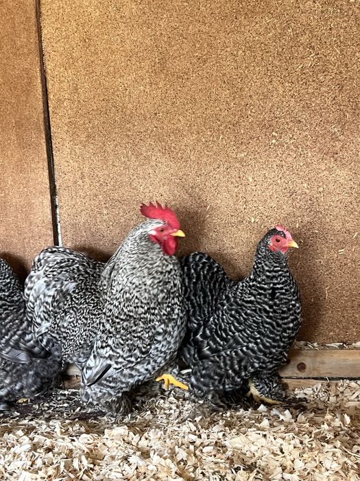 Ovos pekin pedrês