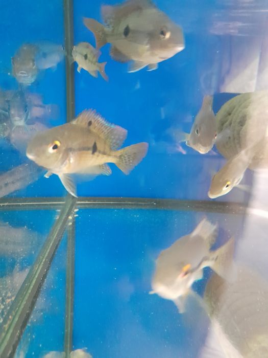 Pielegnica  nikaraguanska 4-5 cm