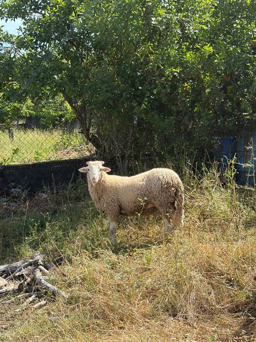 Vendo borrego 6 meses
