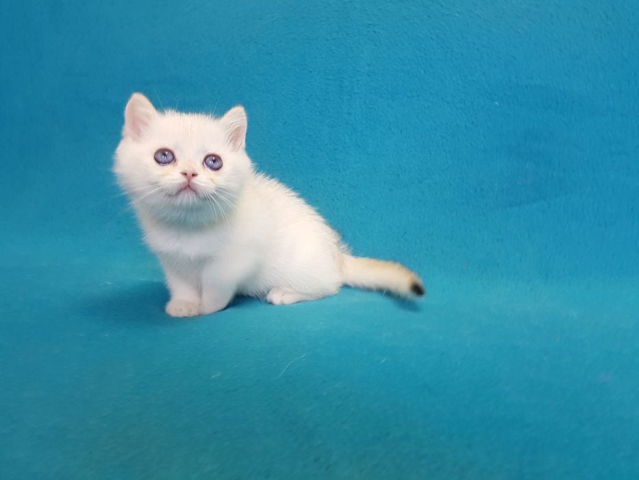 Котик окраса поинт золотой шиншиллы