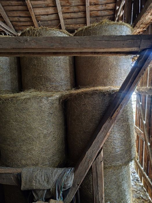 Siano tegoroczne 120/120