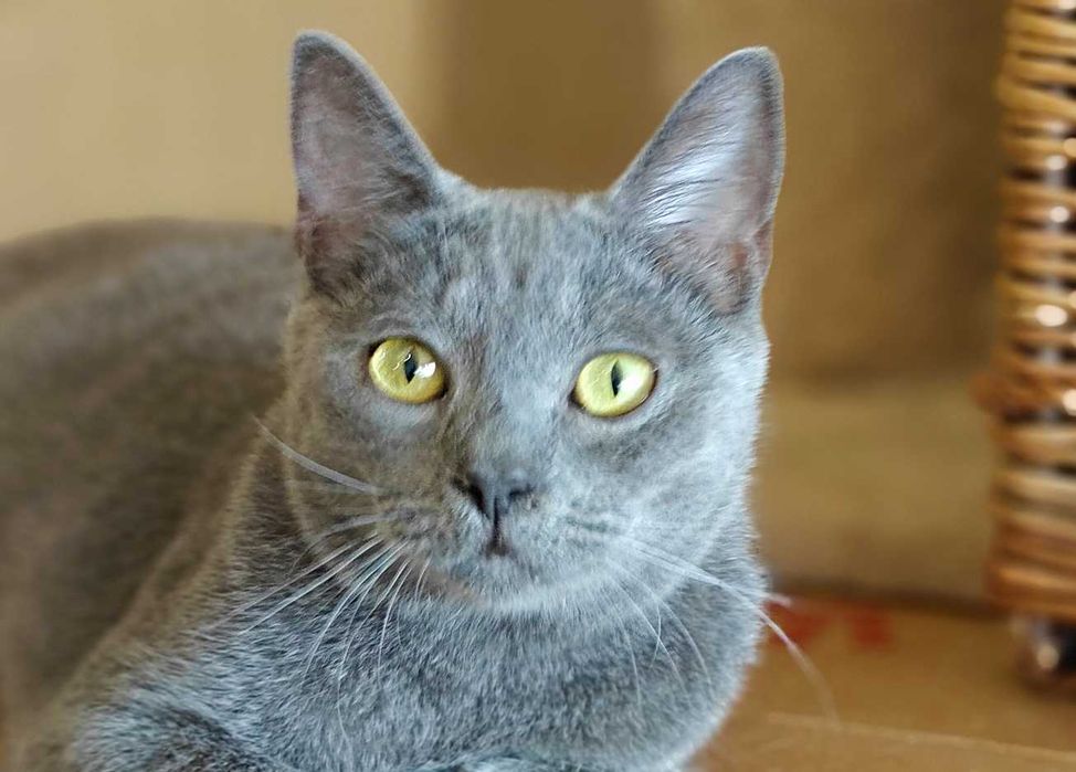 Котик Микки (10 мес.), ищет дом и семью! Серый кот кошка
