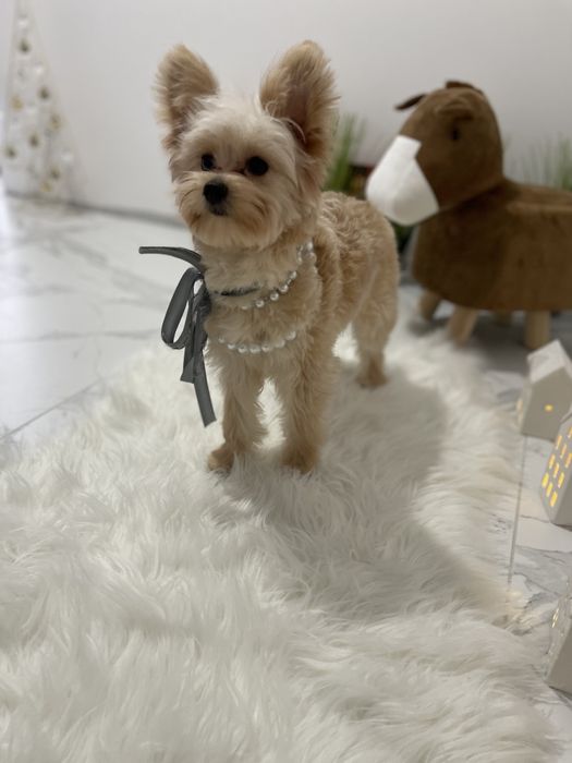 Помапу — Доставка по Україні та Європі  з любовю