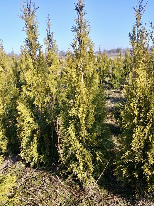 TUJA SZMARAGD 80 100, 120 140, JAKOSC tanio żywopłot tuje ogrodzenie