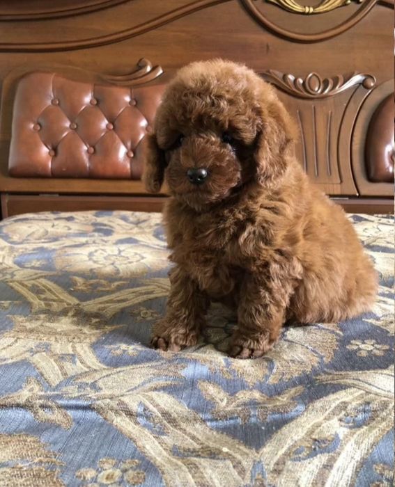 Той пудель найкращий малий