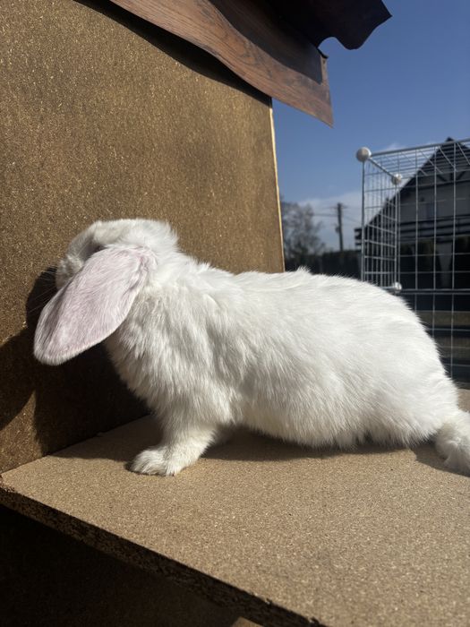 Baran francuski samczyk biały
