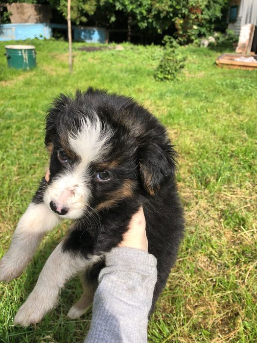 Цуценята в добрі руки