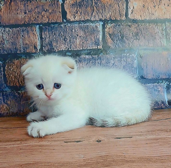 Котик шиншила колор-поінт два місяці