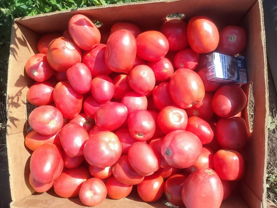 Продам помідор сорт Джолі
