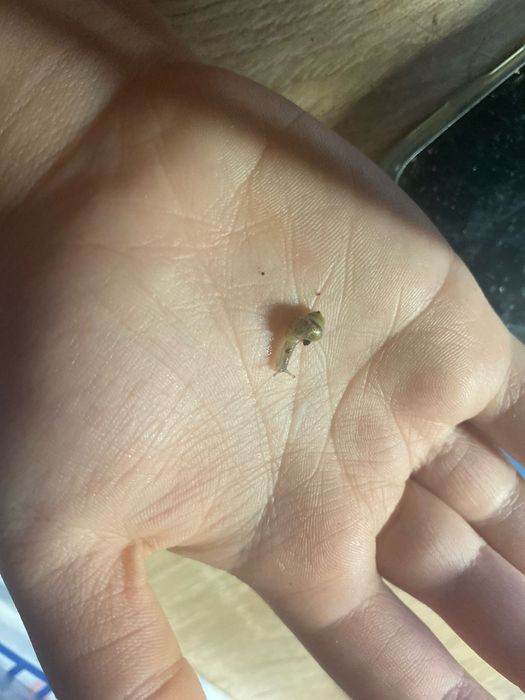 Равлинята радация