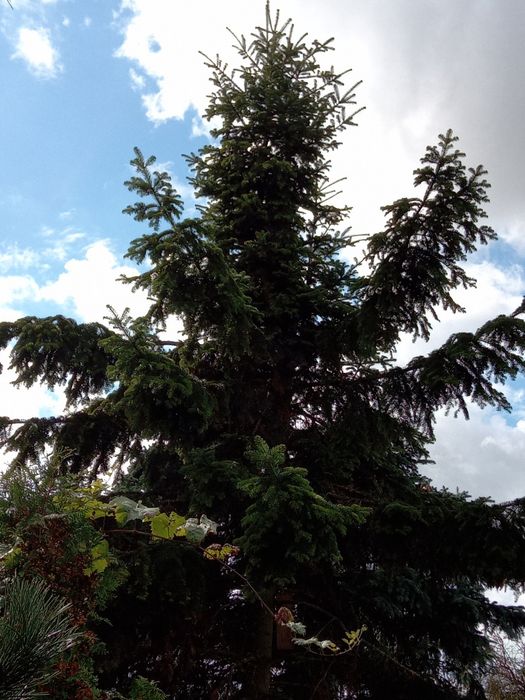 Choinki świerk ,jodła,sosna, thuja  plus gałązki
