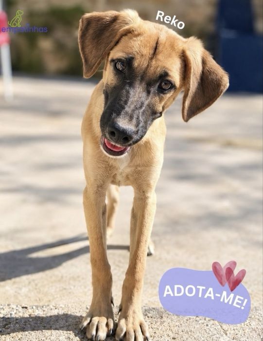 Cãozinho 4 meses para adoção responsável
