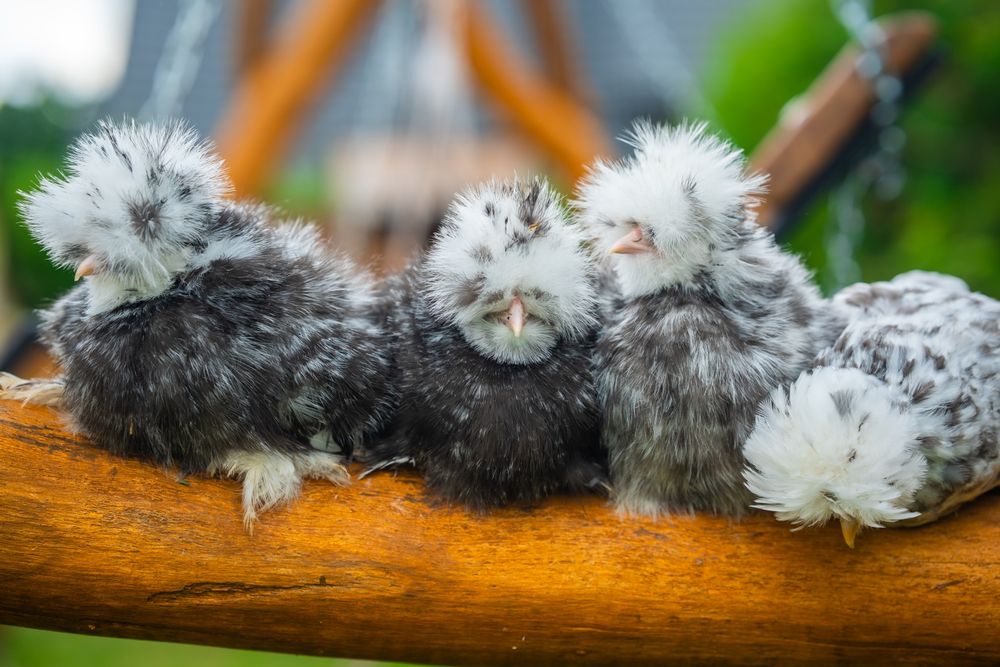 Kurki barwy mottled silka kura jedwabista
