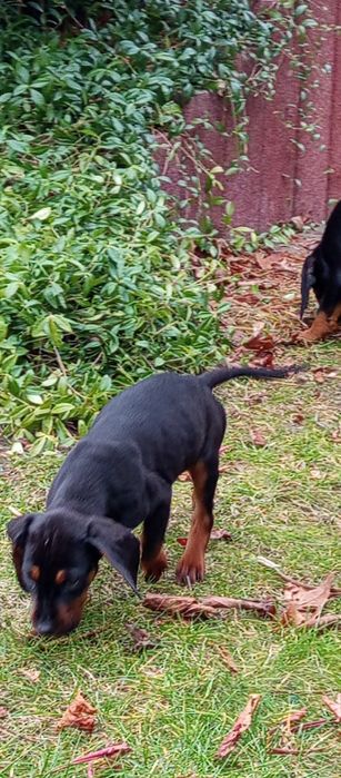 Gończy Polski szczeniak