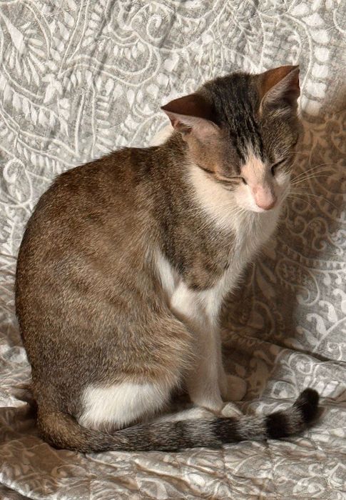 Gata jovem para adoção