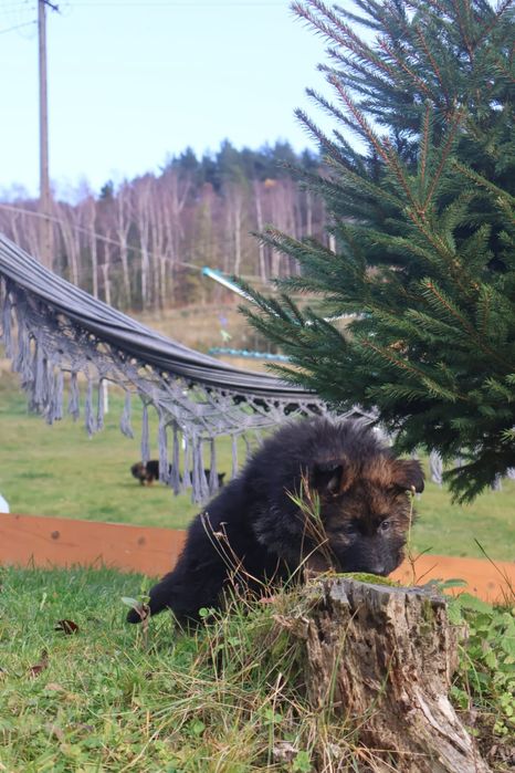 Suczka 10 tygodni Owczarka niemieckiego długowłosy  gotowa do zmiany d