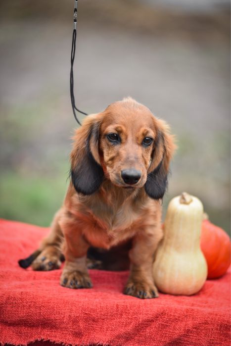 Найгарніший з усіх такс. Довгошерстний