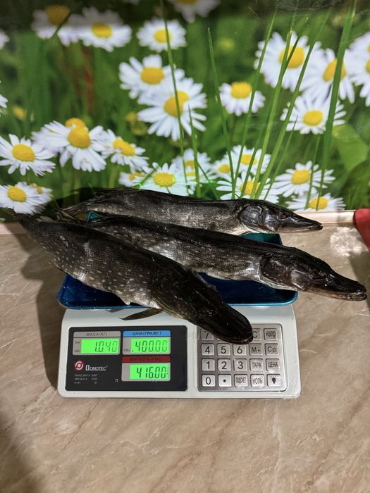Сушена щука, окунь, лящ, тарань, густера