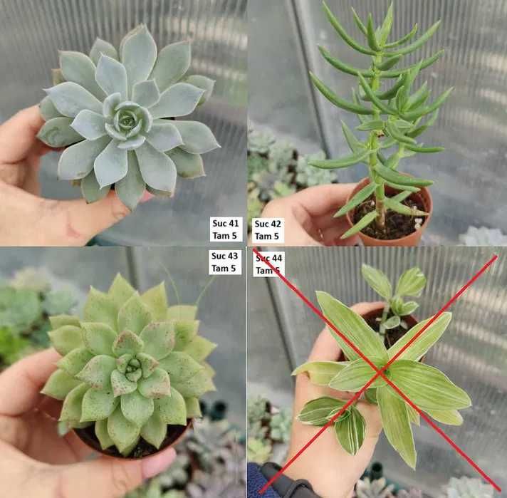 Suculentas Variadas: echeverias, cristatas, aeoniums, variegatas