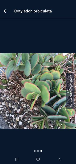 Planta decorativa de baixo consumo de água. Vaso grande (32 cm altura)