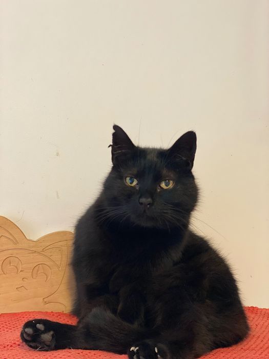 Czarna kotka , pokochaj mnie.