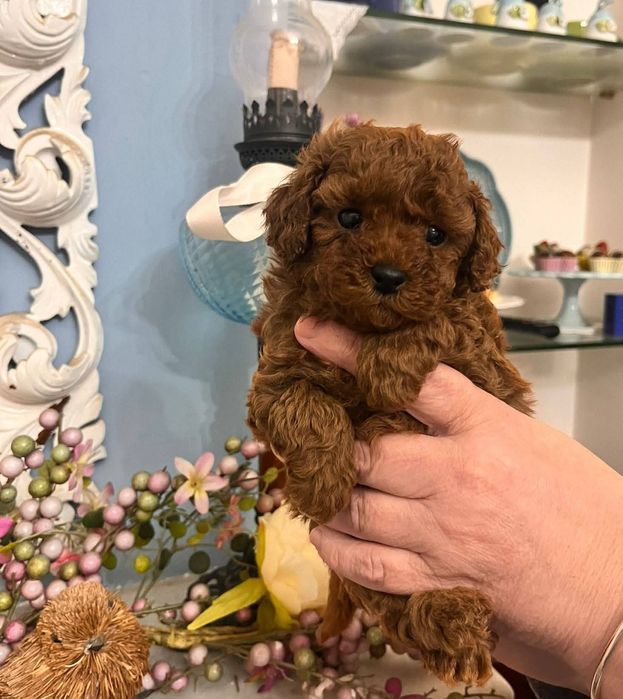 Той пудель неймовірний красень