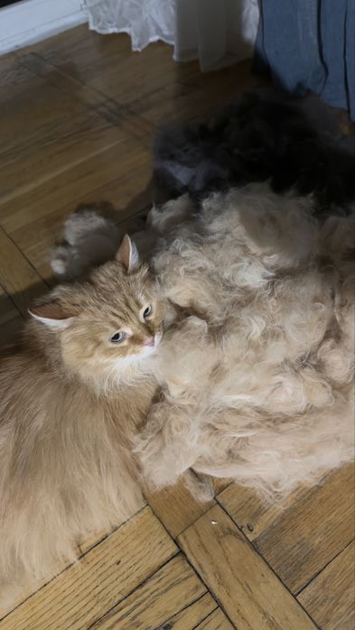 Грумінг для котиків, стрижка кота на виїзд, тиха машинка