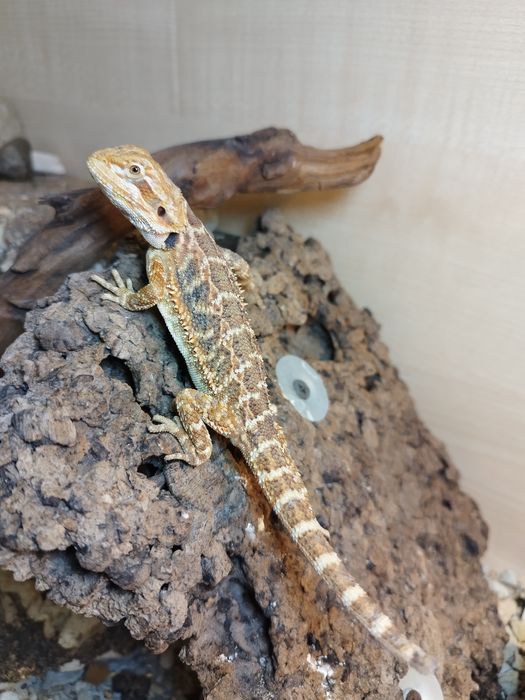 Agama brodata Młode