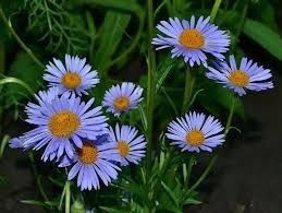 Ромашка фіолетова кущова