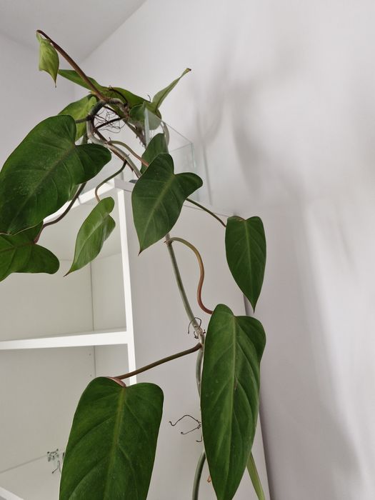 Philidendron pained lady węzeł