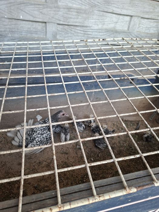 Bażanta i kurczaki ozdobne