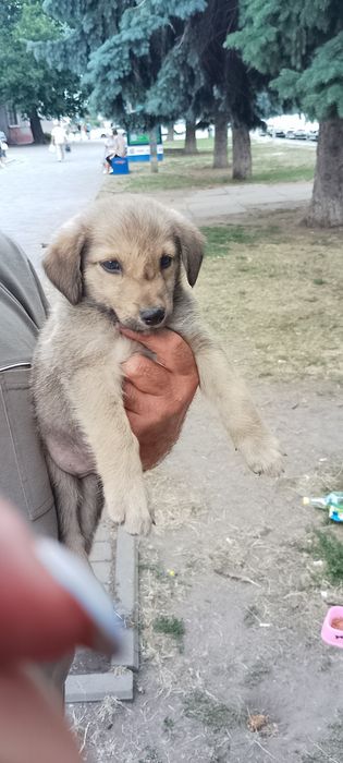 Красунчик песик Діма в добрі руки