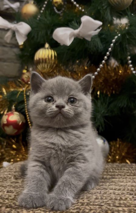 Котенята Британці