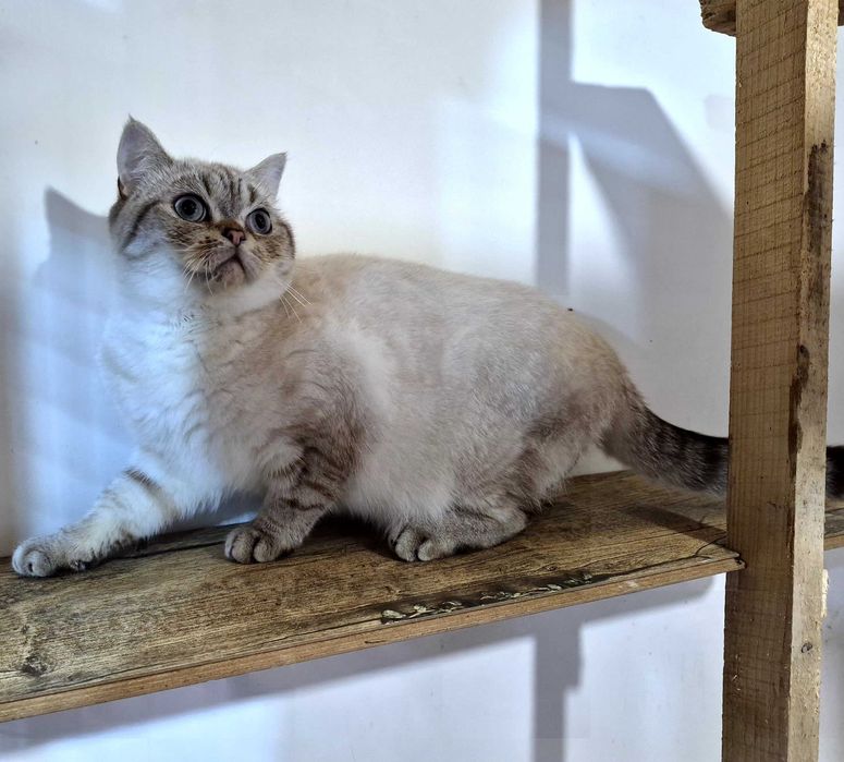 Шотландський клубний котик в улюбленці