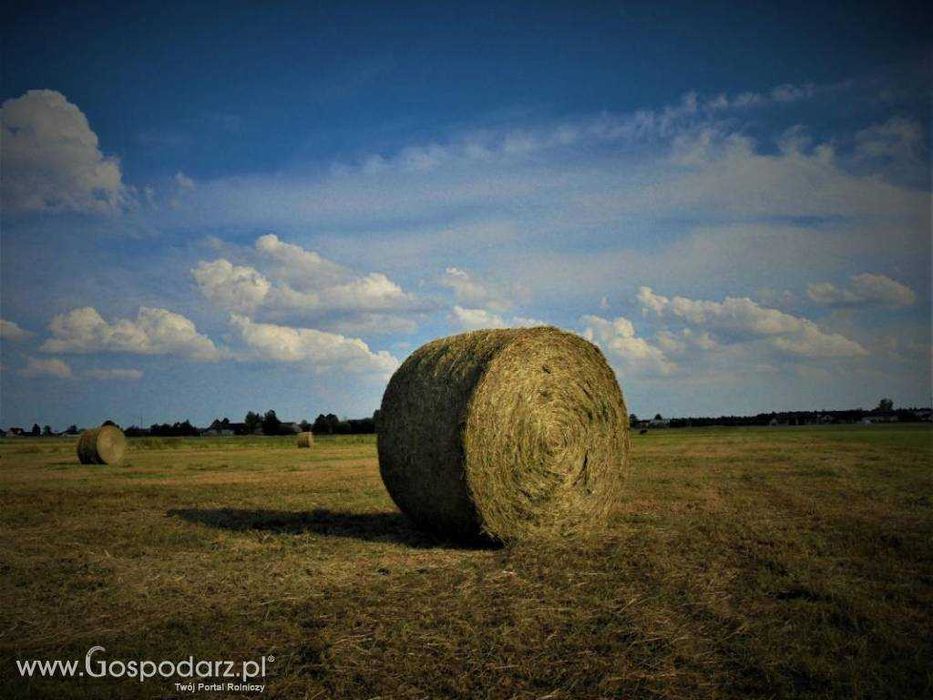Siano w belach SPRZEDAM