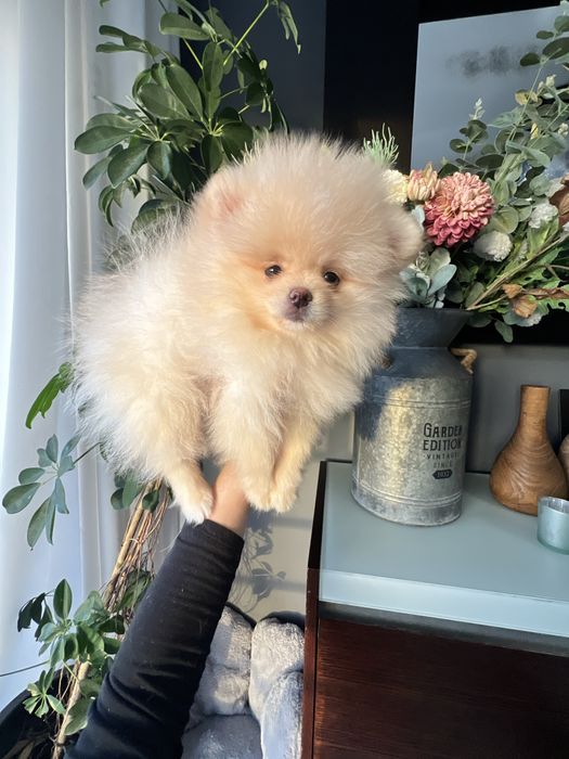 Lulu da pomerânia fêmea