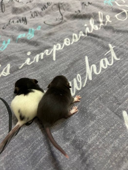 Декоративні криси, крисенята, пацюки БЕЗКОШТОВНО !