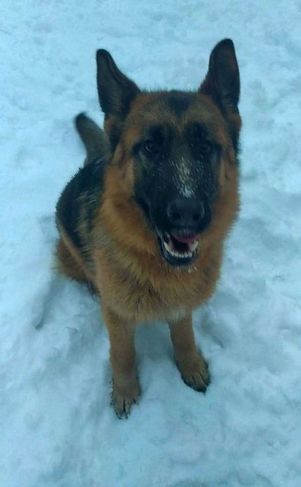 Дівчинка німецької вівчарки 9 міс КСУ