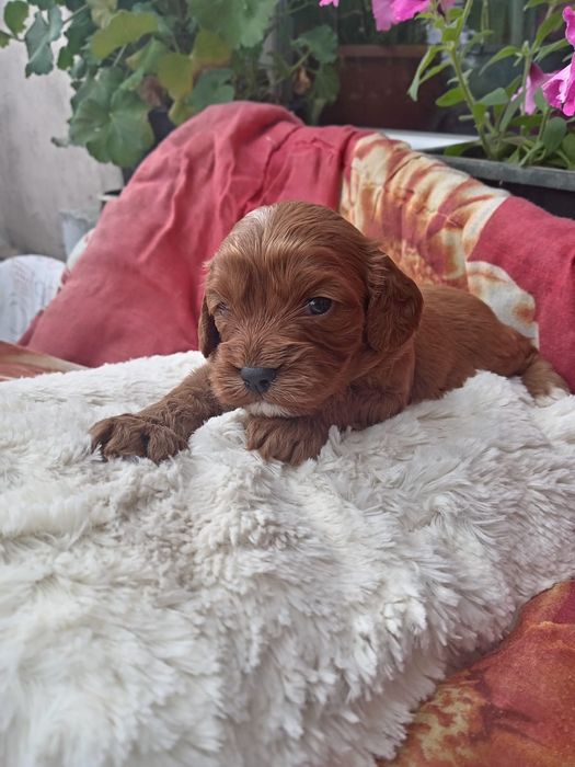 Cavapoo do rezerwacji