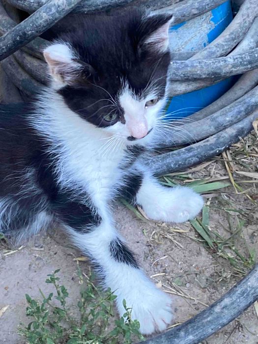 Віддам в добрі руки кошенят