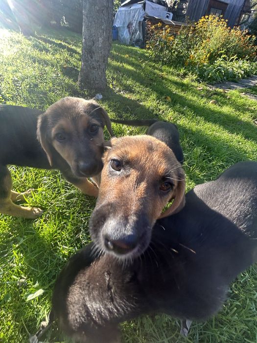 Собаки шукають дім