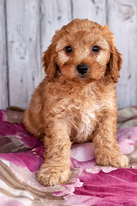 Maltipoo F1b maltipoo pudel ostatnia suczka