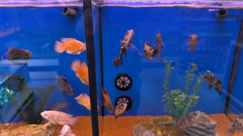 Óscares Sortidos TOP!